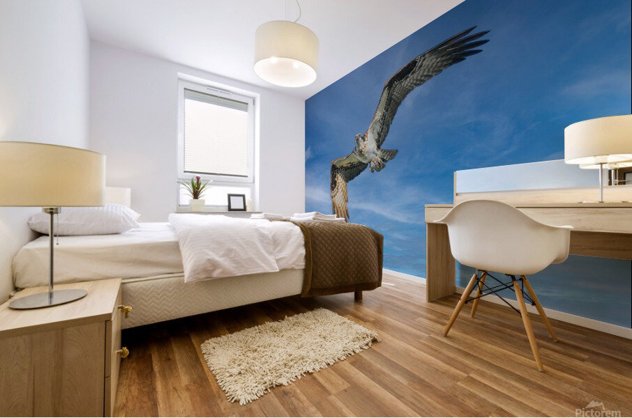 Osprey in flight Mural print