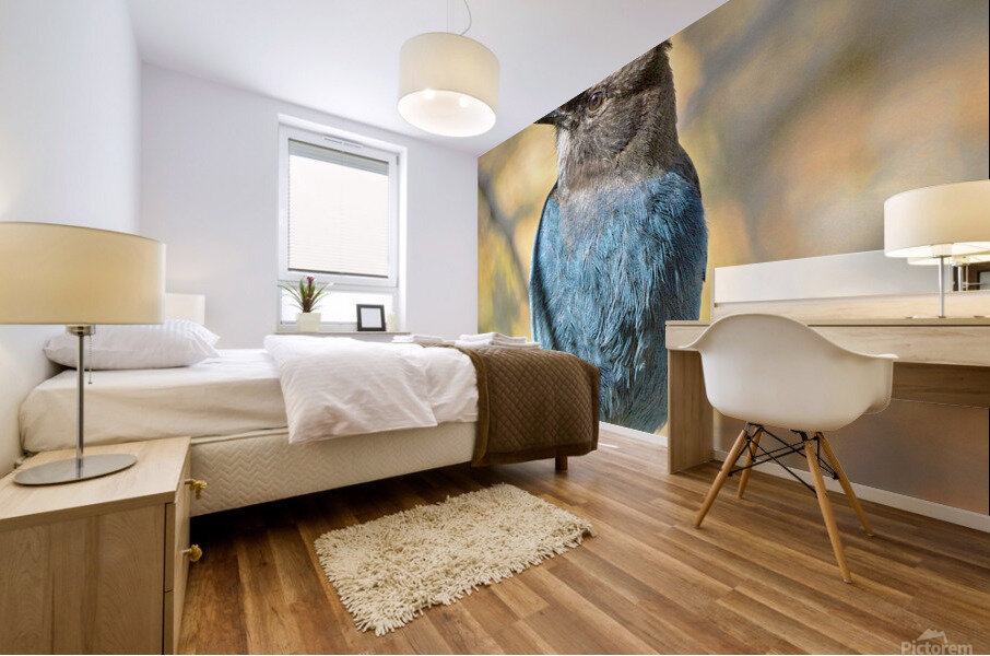 Steller Jay Mural print