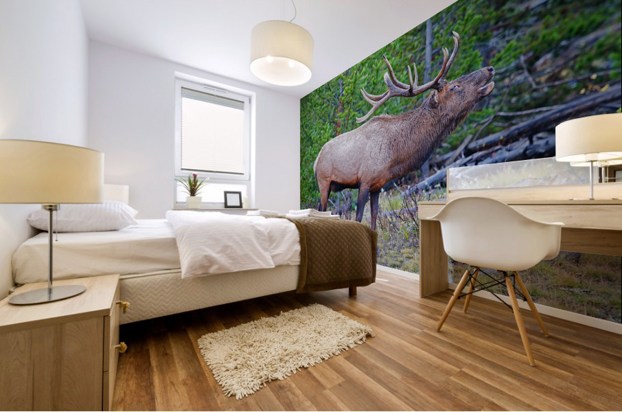 Alert call — bull elk Mural print