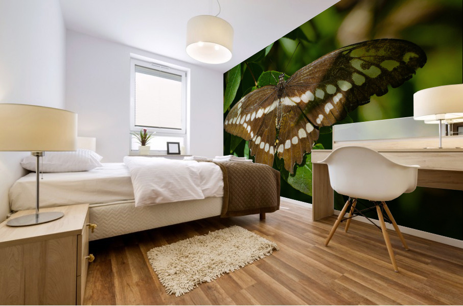 Giant Swallowtail Mural print