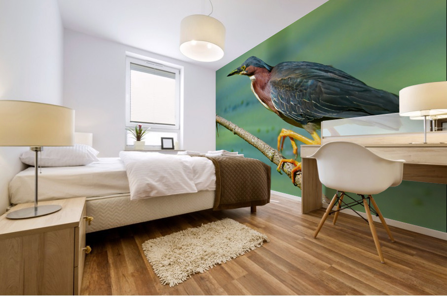 Green Heron hunting Mural print