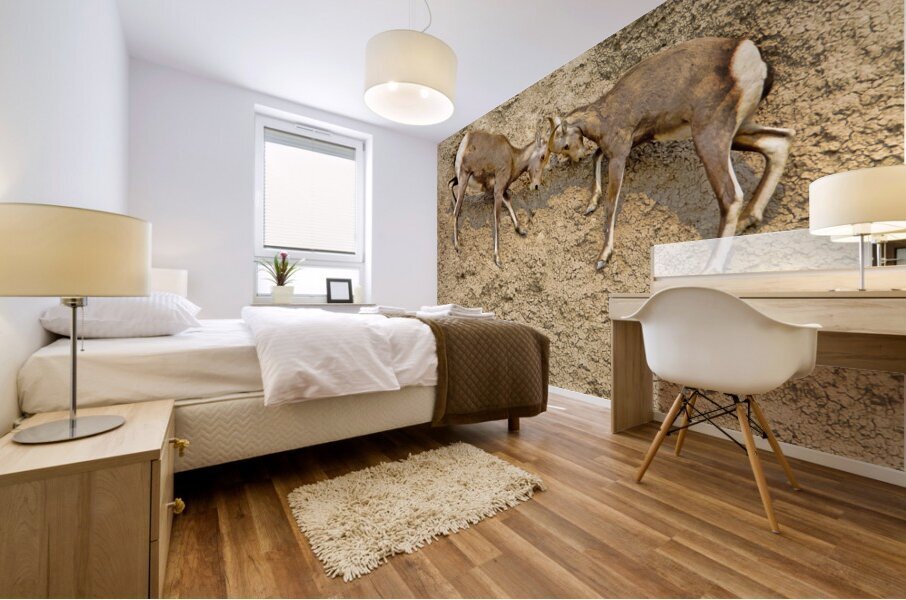 Jousting Big Horn Sheep Mural print