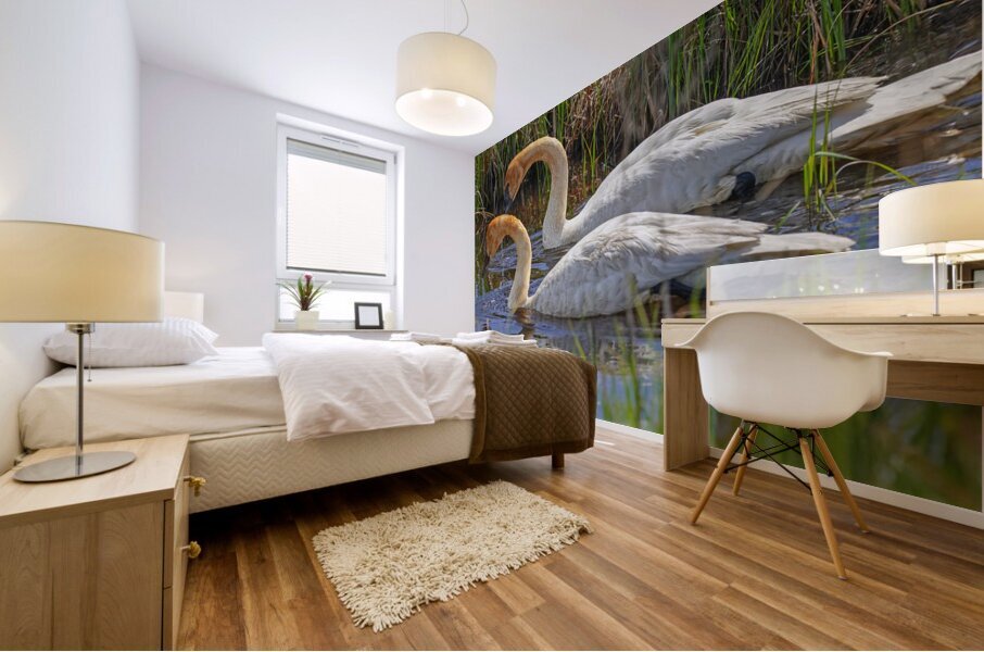 Two swans a swimming Mural print