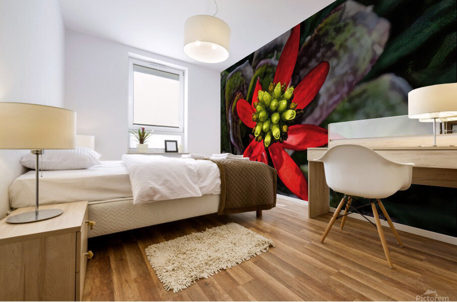 Euphorbia on Display Mural print