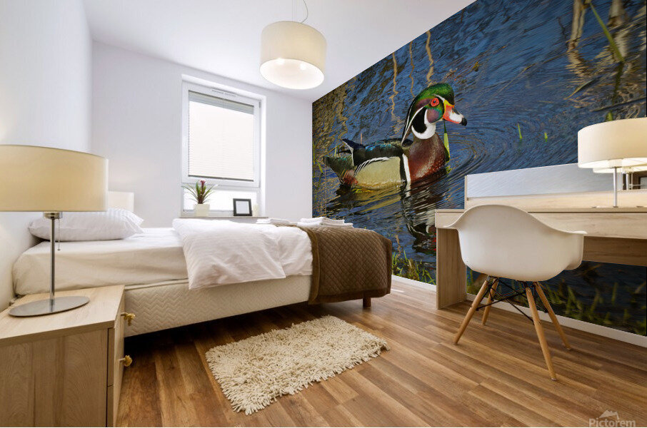 Wood Duck in Minnesota Mural print