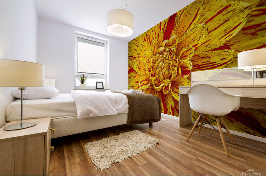 Multicolored Dahlia Mural print