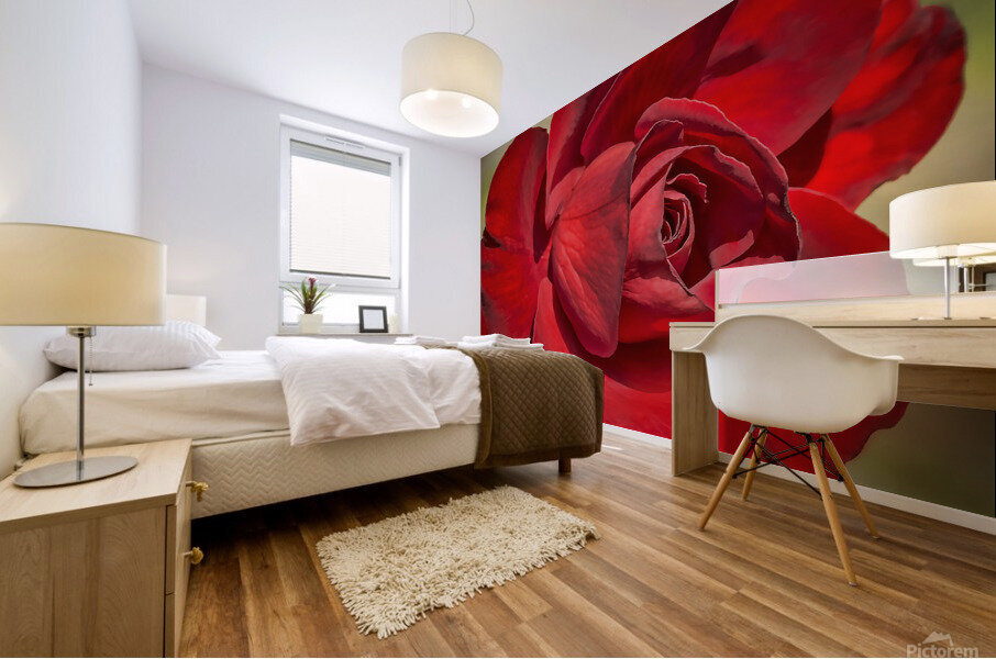 Red Tea Rose Mural print