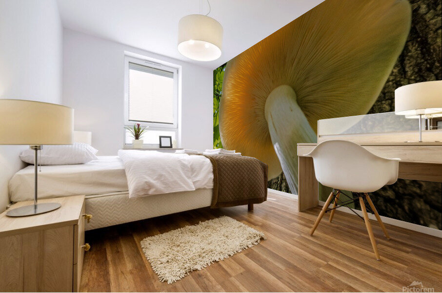  Elm Cap Mushroom Mural print