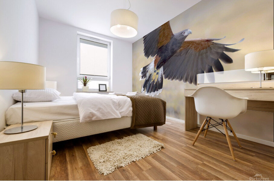 Harris hawk on the wing Mural print