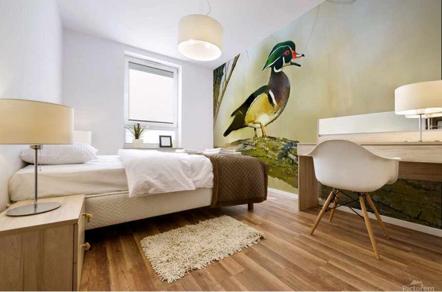 Wood duck Mural print