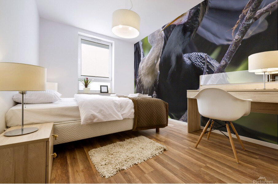 Anhinga at lunch Mural print