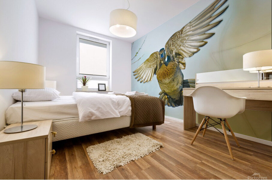 Colorful Wood duck landing Mural print