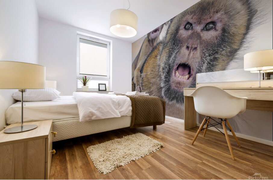  Barbary Macaques Monkey Mural print