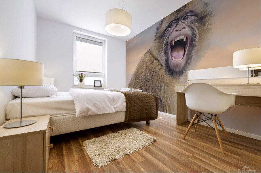  Barbary Macaques Monkey Mural print