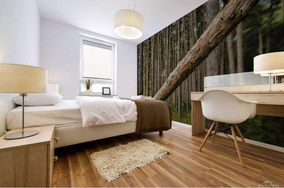 Stand of Pines Mural print