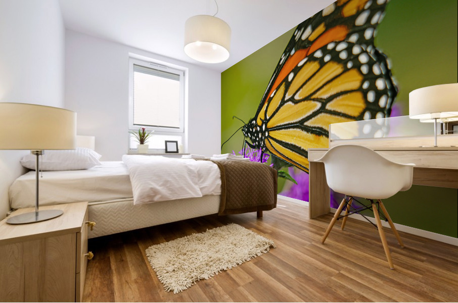 Monarch with closed wings  Mural print