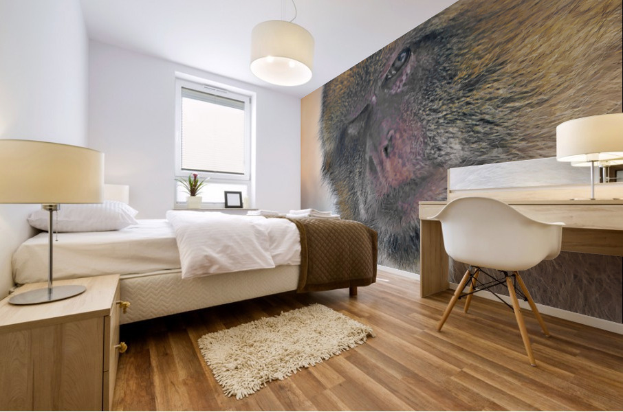 Barbary Macaques monkey Mural print