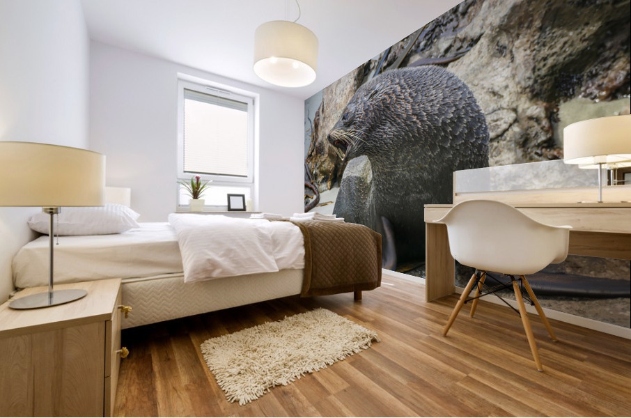 New Zealand fur seals Mural print