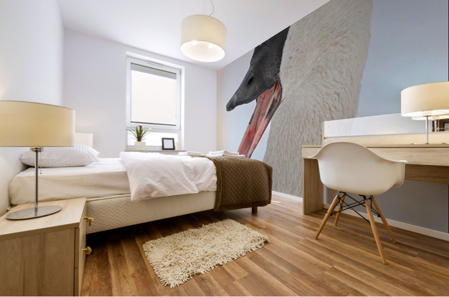 Trumpeting swan Mural print