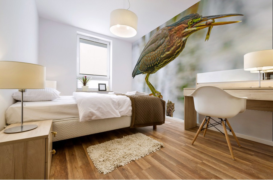 Green heron feeding Mural print