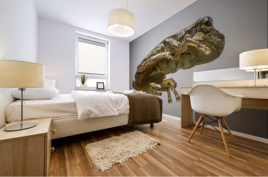 Tree frog Mural print