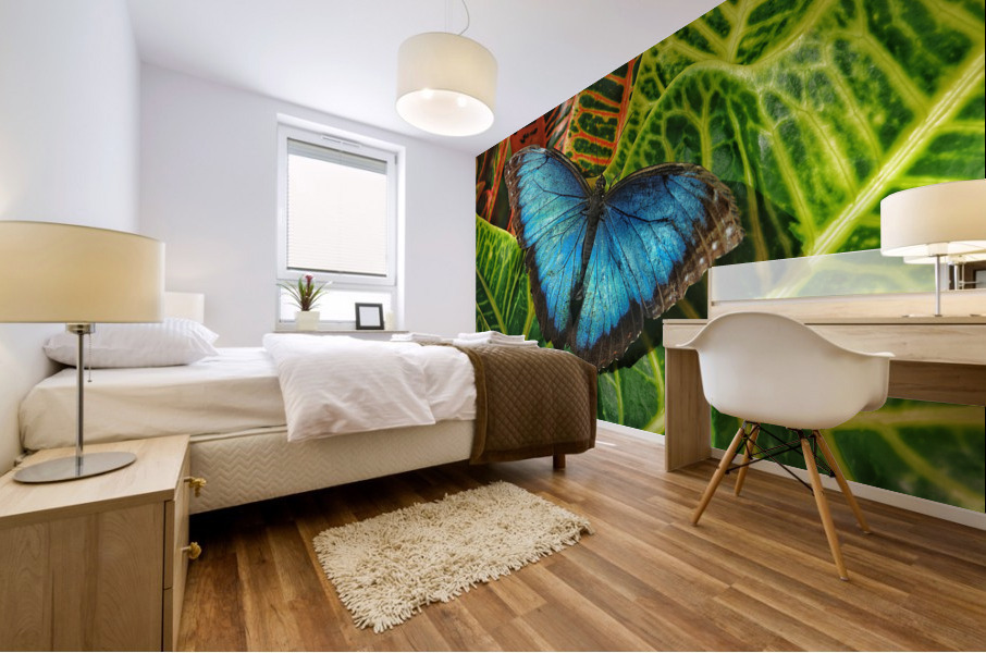 Common blue morpho Mural print