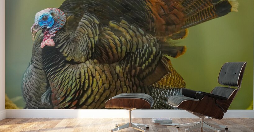 Turkey Gobbler Wall Murals