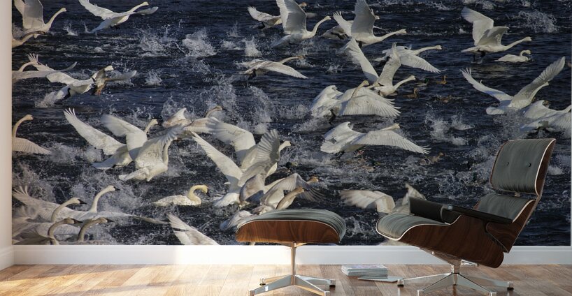 Liftoff  Wall Murals