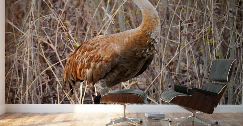 Sandhill Foraging Wall Murals