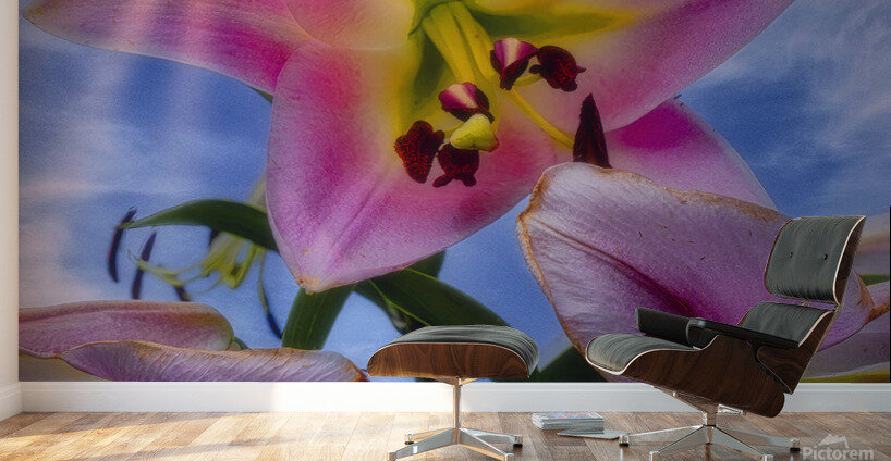 Starshine Lily Wall Murals