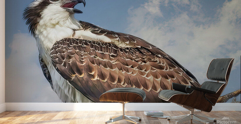 Osprey on watch Wall Murals