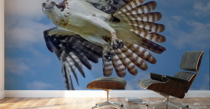Osprey on the hunt Wall Murals