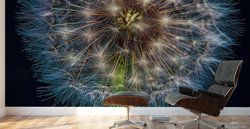 Dandelion Burst Wall Murals