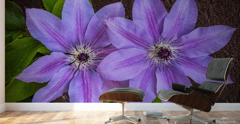 Clematis Flower Wall Murals