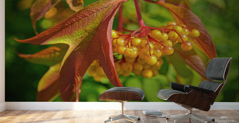 Viburnum sargentii Koehne Wall Murals