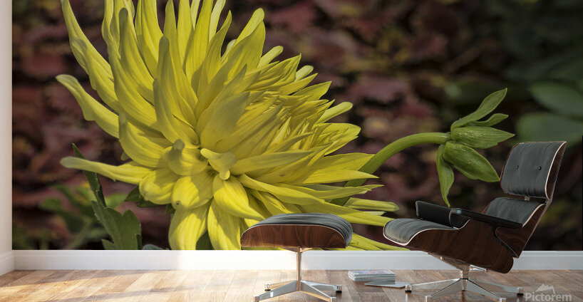 Yellow Dahlia Wall Murals