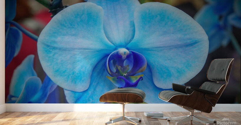 Blue Orchid Wall Murals