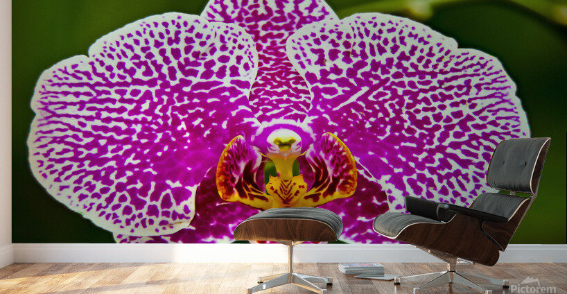 Pink Orchid Wall Murals