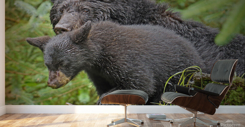 Mom and Cub Wall Murals