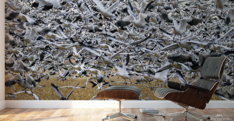 Lift Off  Wall Murals