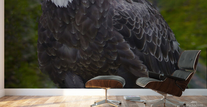Bald eagle  Wall Murals