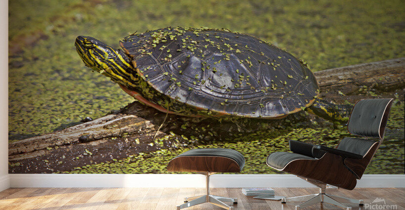  PaintedTurtle Wall Murals