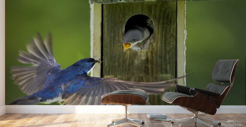 Tree swallows feeding Wall Murals