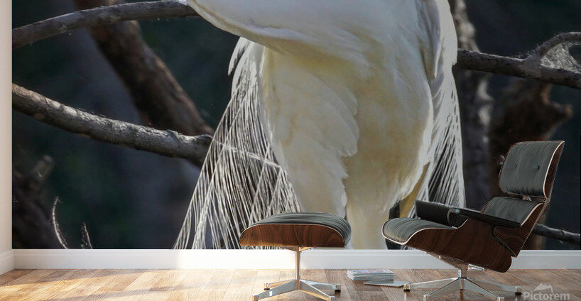 White egret Wall Murals