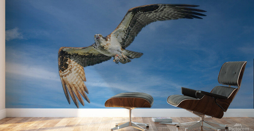 Osprey in flight Wall Murals