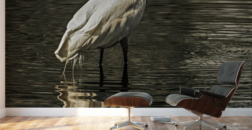 Egret fishing Wall Murals