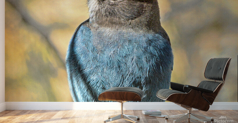 Steller Jay Wall Murals
