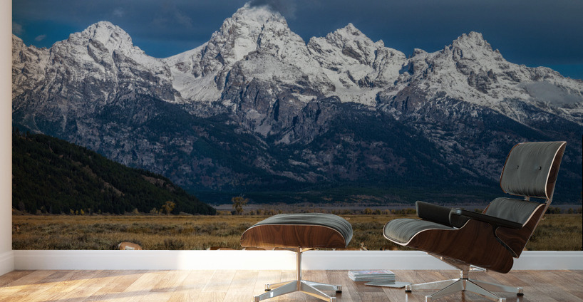 Pronghorns at home Wall Murals