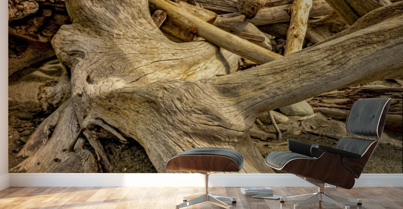 Drift wood in Washington Wall Murals