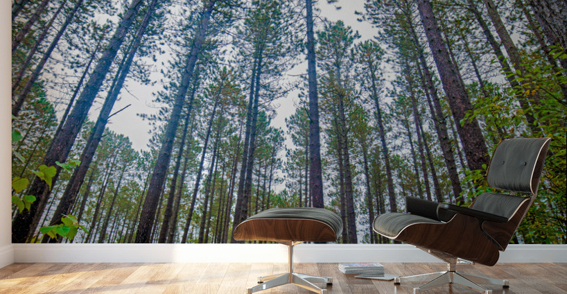 Sky high pines Wall Murals